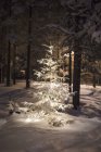 Arbre couvert de neige, foyer sélectif — Photo de stock