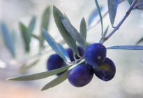 Оливки, свисающие с оливкового дерева, избирательный фокус — стоковое фото