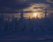 Arbres couverts de neige au coucher du soleil — Photo de stock