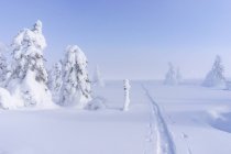 Лыжные трассы в снегу, избирательный фокус — стоковое фото