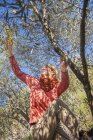 Donna che raccoglie olive dagli alberi, attenzione selettiva — Foto stock