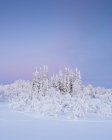 Alberi coperti di neve al tramonto — Foto stock