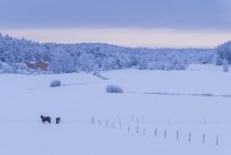 Живописный вид на лошадей в заснеженном поле — стоковое фото