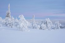 Trees covered in snow at sunset — Stock Photo