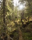 Vista panorâmica da floresta no Parque Nacional Bjornlandet, Suécia — Fotografia de Stock
