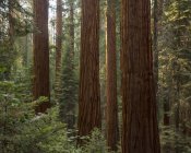 Bosque en el Parque Nacional Sequoia en California - foto de stock