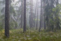 Красивый пейзаж с туманным сосновым лесом в тумане — стоковое фото