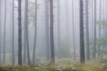 Floresta de pinheiros escoceses no nevoeiro, foco seletivo — Fotografia de Stock
