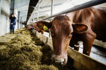 Landwirt fegt Heu für Kühe im Stall — Stockfoto
