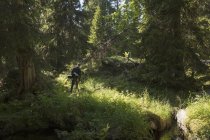 Escursioni uomo nella Riserva Naturale di Tofsingdalen in Svezia — Foto stock