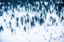 Aerial view of pine forest in snow — Foto stock
