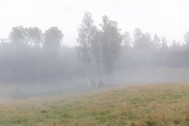 Forest in fog scenic view — Photo de stock