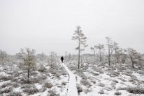 Mulher caminhando na trilha na floresta nevada — Fotografia de Stock