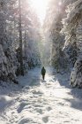Femme marchant dans la forêt enneigée — Photo de stock