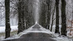 Rural road and trees in winter — Stockfoto