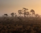 Trees in foggy marsh at sunset in Store Mosse National Park, Sweden — Stock Photo