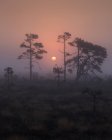 Arbres dans le marais brumeux au coucher du soleil en magasin Parc national de Mosse, Suède — Photo de stock