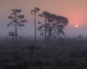 Деревья в туманном болоте на закате в магазине Mosse National Park, Швеция — стоковое фото