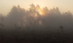 Trees in foggy marsh at sunset in Store Mosse National Park, Sweden — Fotografia de Stock