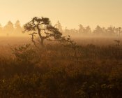 Trees in foggy marsh at sunset in Store Mosse National Park, Sweden — Stock Photo