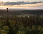 Pine forest in Drevfjallen Nature Reserve, Sweden — Stock Photo
