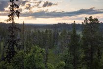 Pineta nella Riserva Naturale di Drevfjallen, Svezia — Foto stock