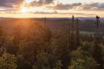 Сосновий ліс на заході сонця в заповіднику Древфйален (Швеція). — стокове фото