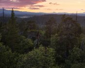 Forêt de pins dans la réserve naturelle de Drevfjallen, Suède — Photo de stock