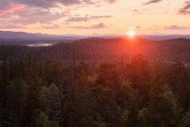 Forêt de pins au coucher du soleil dans la réserve naturelle de Drevfjallen, Suède — Photo de stock