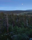 Лес в Древфьялленском заповеднике, Швеция — стоковое фото