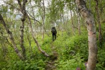 Jovem mulher caminhando na floresta no Parque Nacional de Sarek, Suécia — Fotografia de Stock
