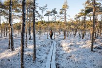 Молодая женщина путешествует по заснеженному лесу — стоковое фото
