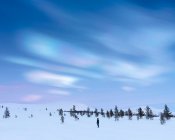 Bosque en nieve bajo nubes de perlas al atardecer - foto de stock