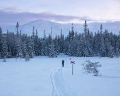 Vista panoramica della Foresta e della neve — Foto stock