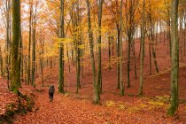 Mulher caminhando na floresta durante o outono — Fotografia de Stock