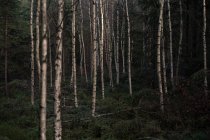 Troncs d'arbres dans la forêt — Photo de stock