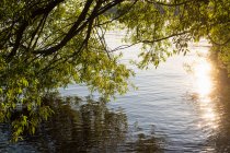 Гілки дерева над озером на заході сонця — стокове фото