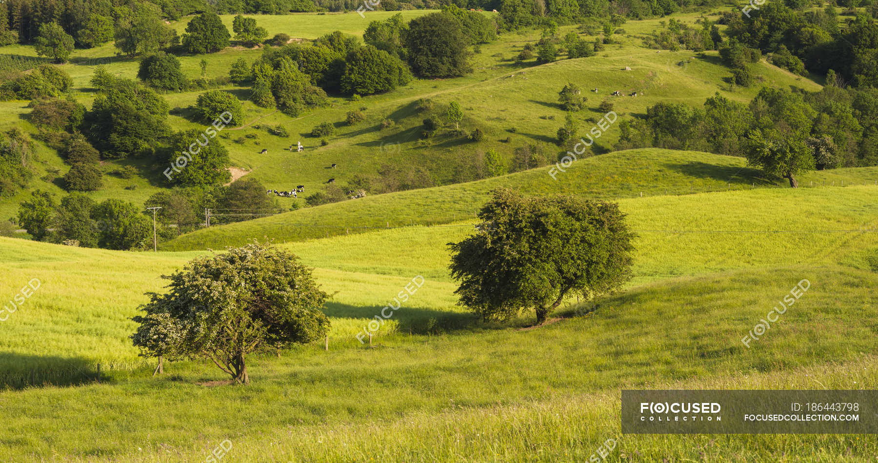 Scenic view of green rolling hills and trees in sunlight — vivid ...