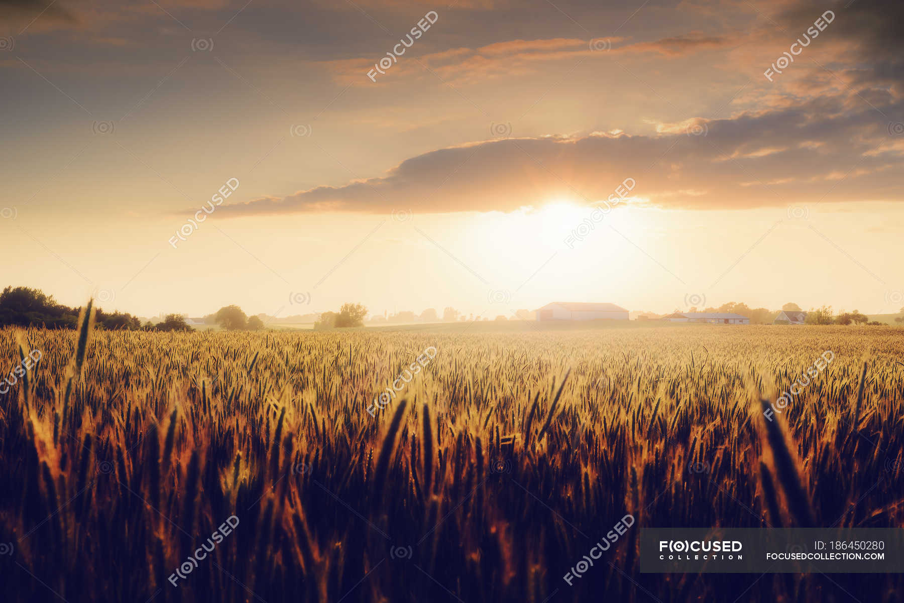 Wheat Field At Sunset In Sweden Tranquil Scene Clouds Stock Photo