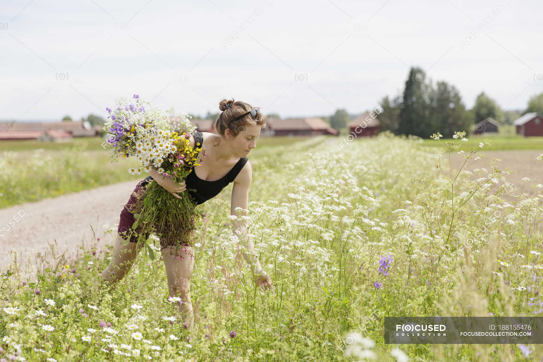 Young woman picking wildflowers in rural scene — uncultivated, vacation ...