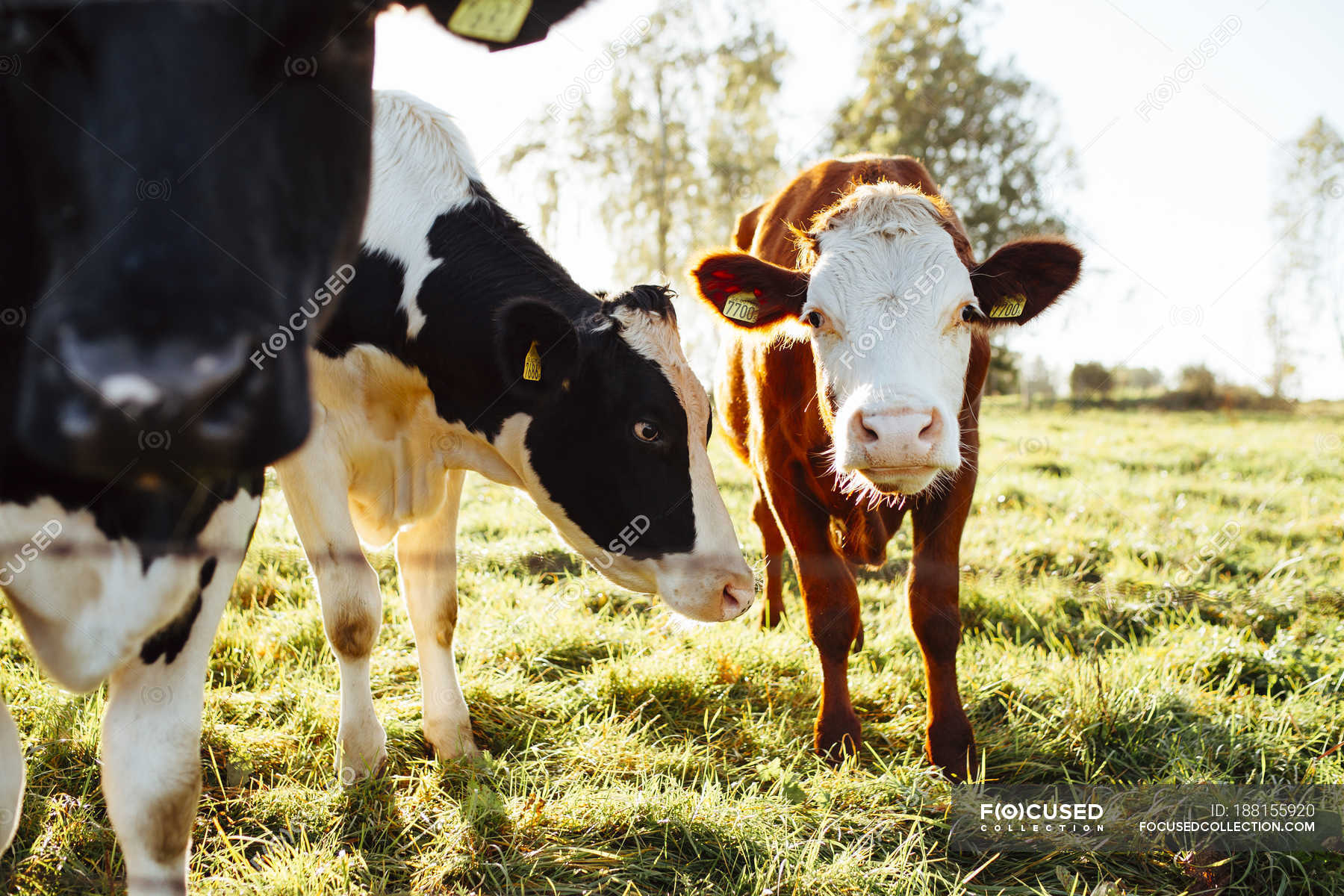 Cows grazing on green grass in sunlight — tranquil, greenery - Stock ...