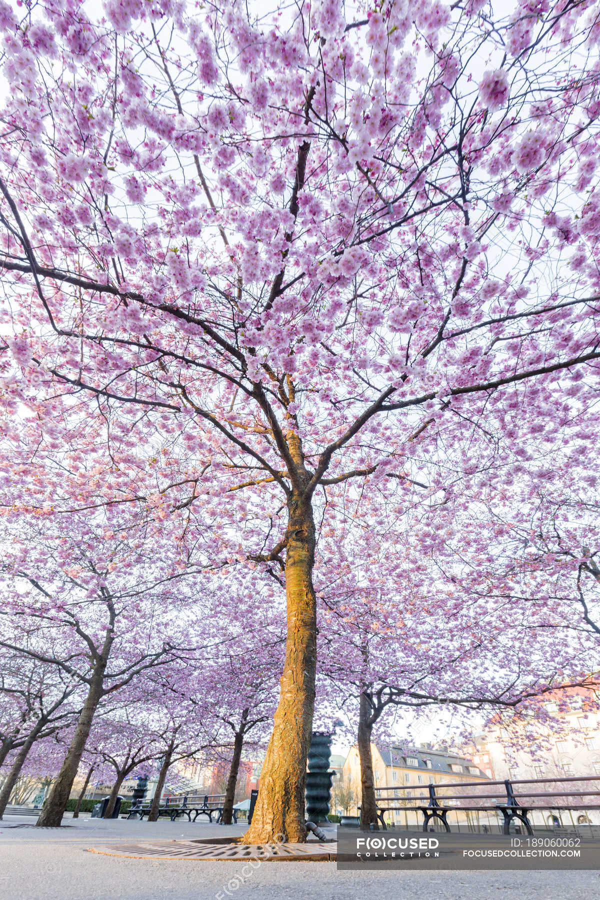 Low Angle View Of Cherry Blossom In Spring Park Cherry Trees Stock Photo