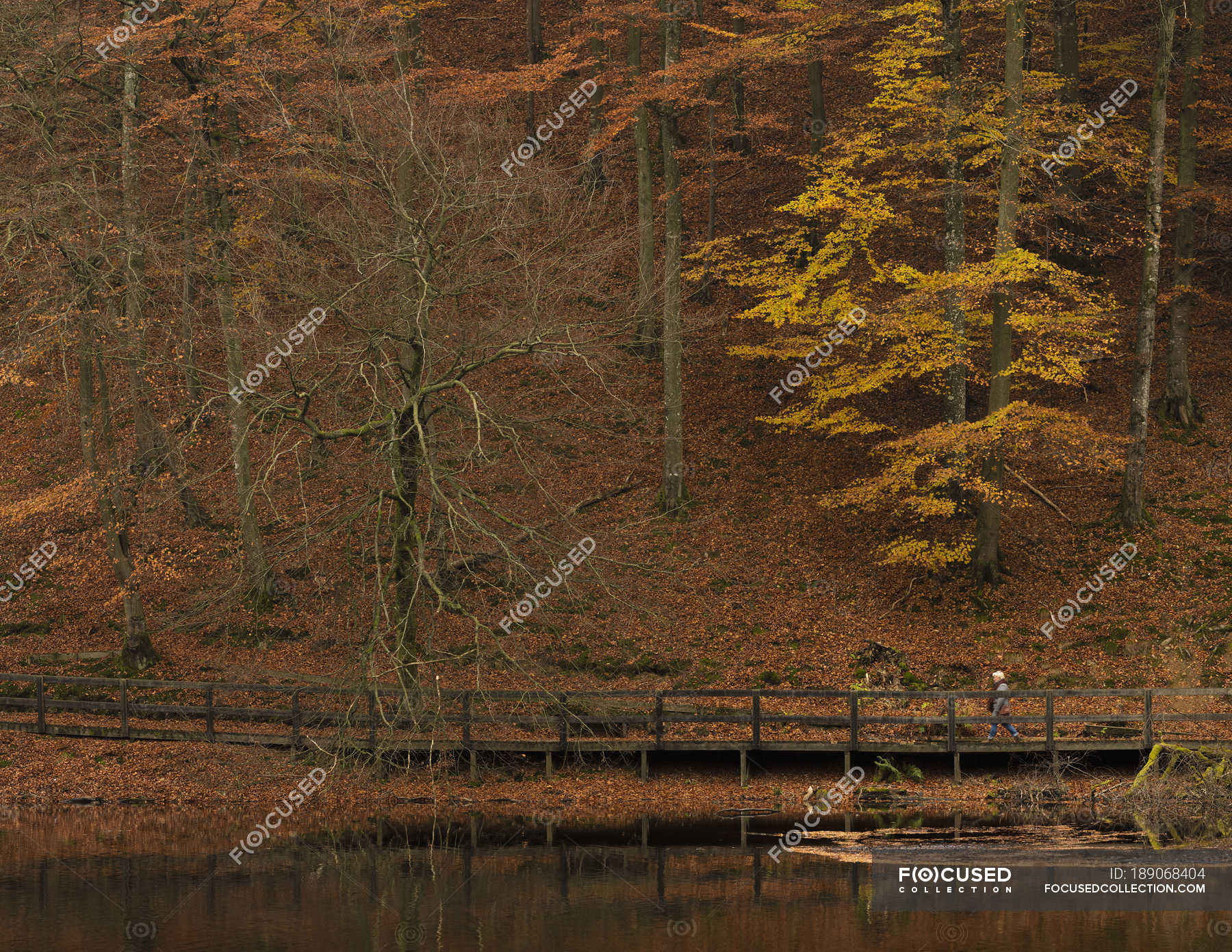 Gehweg am Teich im Wald — Ruhige Szene, Wälder Stock Photo 189068404