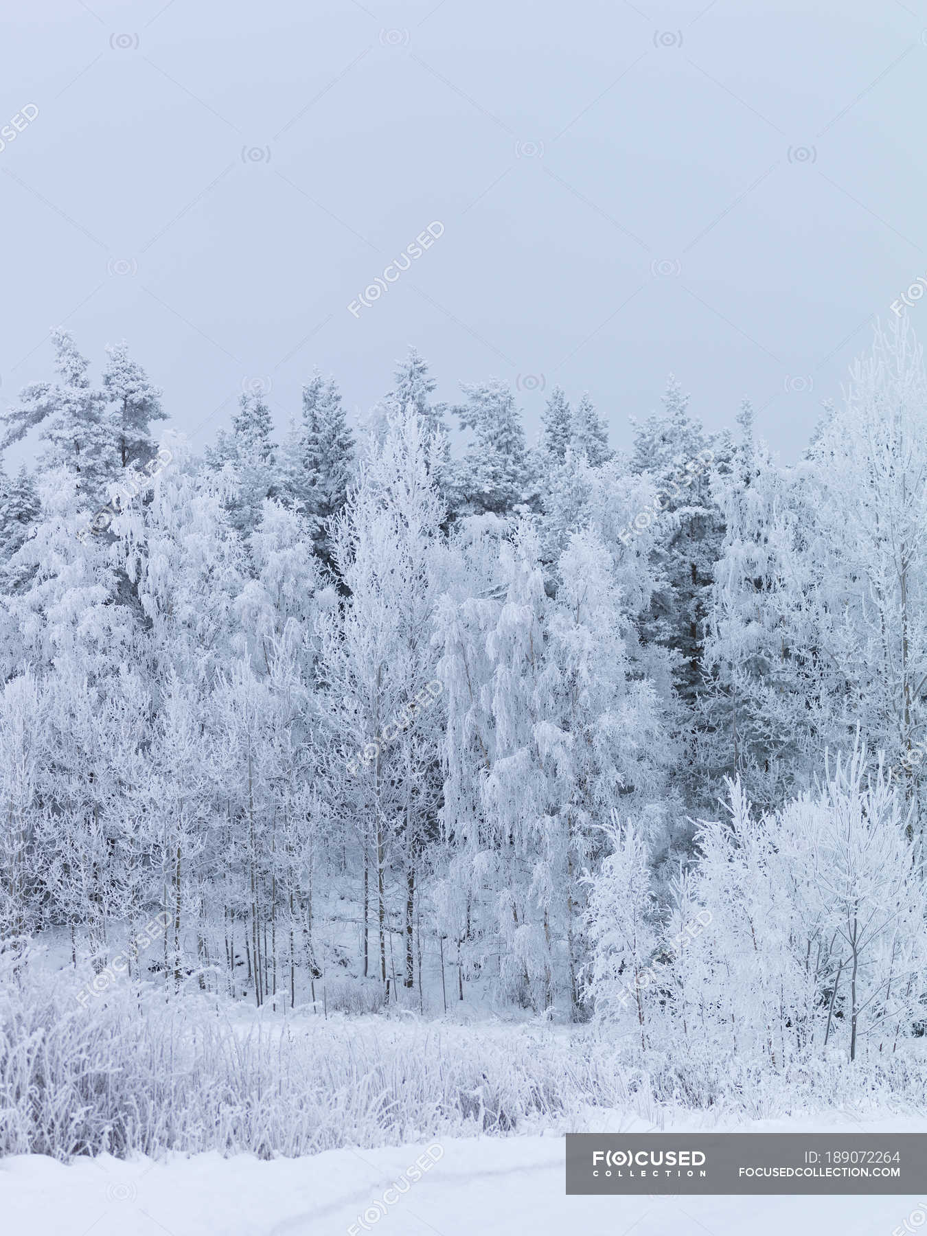 Scenic View Of Trees Covered In Snow Cold Temperature Vastergotland Stock Photo 189072264