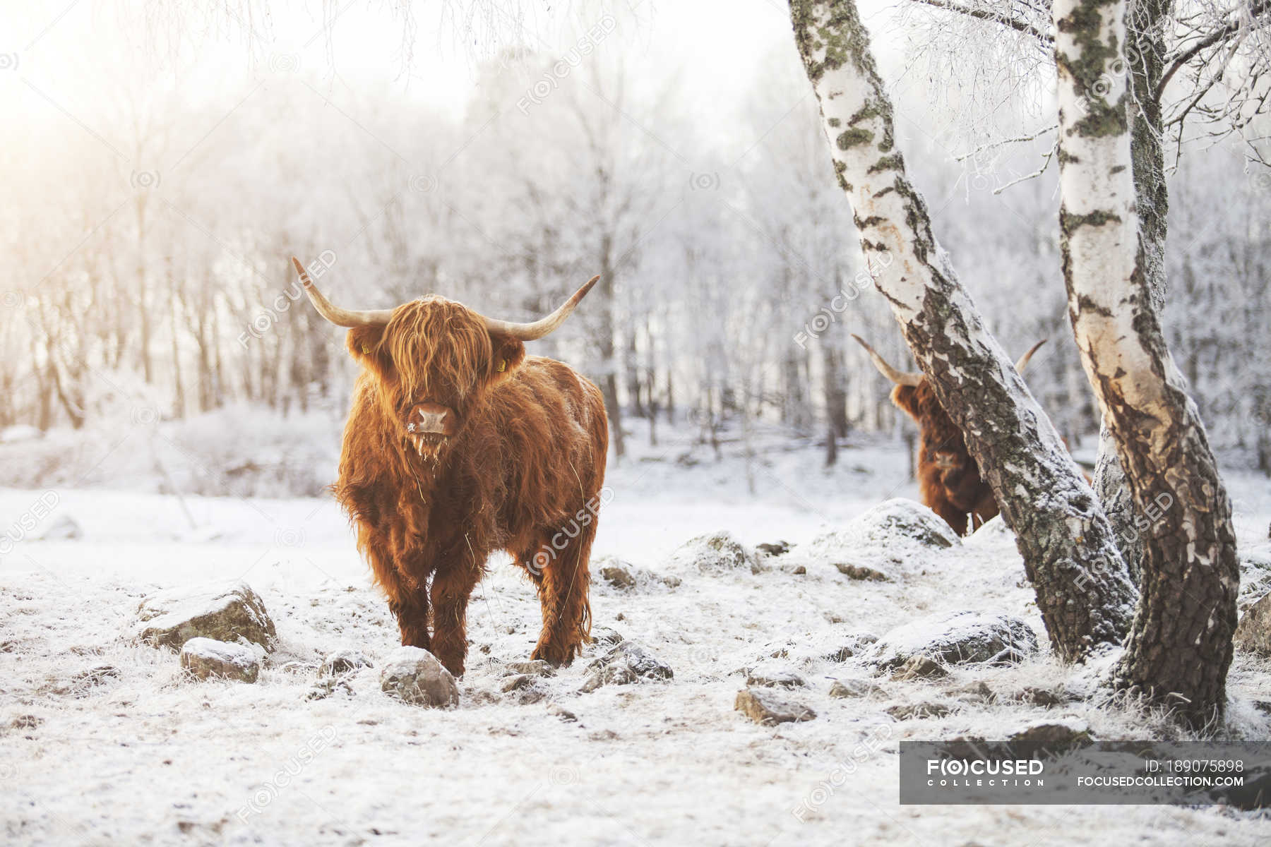 Highland cattle wallpaper  Animal wallpapers  15864