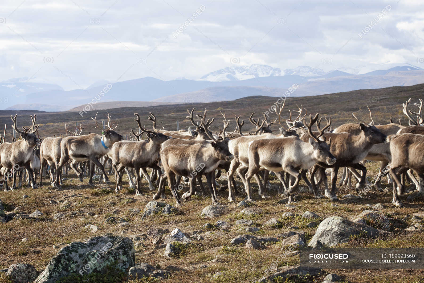 Herd of reindeer walking in wild nature — european, natural state ...