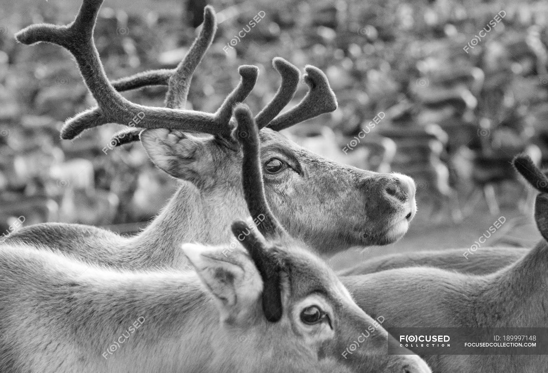 Close-up of herd of reindeer, focus on foreground — beauty in nature ...