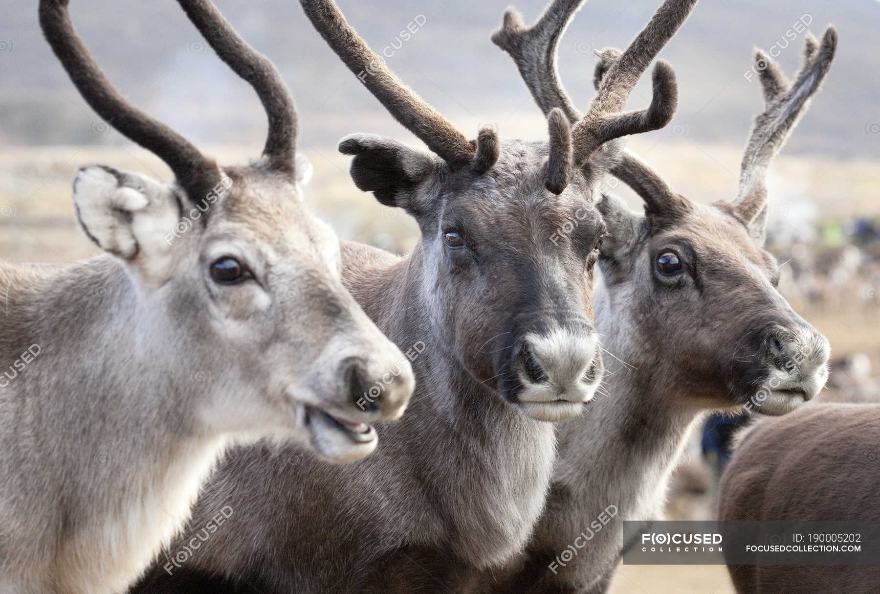 Portrait of three reindeers, selective focus — daytime, nature - Stock ...