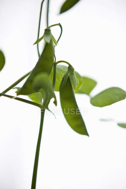 Close-up da planta de ervilha isolada no fundo branco — Fotografia de Stock