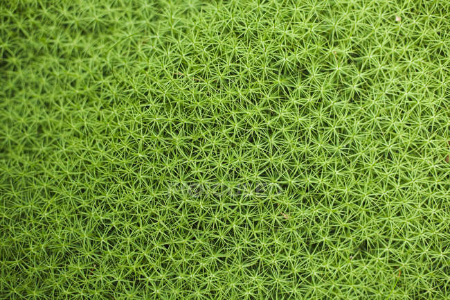 Полная рамка из свежего зеленого мха — стоковое фото